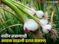 लसणाच्या दरात घसरण ३०० रुपयांवरून दर १५० रुपये प्रती किलो - Marathi News | Garlic price reduced from Rs 300 to Rs 150 per kg | Latest agriculture News at Lokmat.com