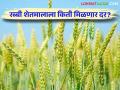 Rabi Crop : आत्ता लागवड केलेल्या गहू, हरभरा, करडई या रब्बी पिकांना किती मिळणार दर? - Marathi News | Rabi Crop How much will be the rate of rabi crops such as wheat, gram, sorghum planted now? | Latest agriculture News at Lokmat.com