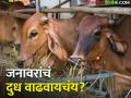 भाताच्या पेंढयात अनेक पोषक गुणधर्म, जनावरांना खायला दिले तर.. - Marathi News | | Latest agriculture News at Lokmat.com