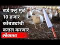 बर्ड फ्लू असलेल्या १ किलोमीटर भागातील पक्षी करणार नष्ट | Bird Flu In Maharashtra | Dhananjay Parkale - Marathi News | Bird flu will destroy birds in an area of 1 km Bird Flu In Maharashtra | Dhananjay Parkale | Latest maharashtra Videos at Lokmat.com