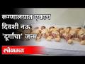 रूग्णालयात एकाच दिवशी नऊ दूर्गांचा जन्म Nine Baby Born In The Hospital | Vaishnavi Hospital - Marathi News | Nine Baby Born In The Hospital | Vaishnavi Hospital | Latest maharashtra Videos at Lokmat.com