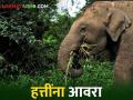 हत्तींकडून झालेले नुकसान पाहून महिला शेतकरी बागेतच बेशुद्ध - Marathi News | Seeing the damage caused by the elephants, the women farmer fainted in the farm | Latest agriculture News at Lokmat.com