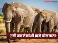 १०-१२ किलोमीटर दूर अंतरावरूनही हत्ती एकमेकांशी बोलतात, पाहा कशी असते त्यांची बोलण्याची पद्धत - Marathi News | Elephants talk to each other even from a distance of 10-12 kilometers, see how they speak | Latest jarahatke News at Lokmat.com