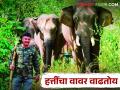 Maharashtra Elephant हत्ती व शेतकऱ्यांमधील संघर्ष कमी करण्यासाठी कोल्हापुरात अनोखा प्रयोग - Marathi News | A unique experiment in Kolhapur to reduce conflict between elephants and farmers | Latest agriculture News at Lokmat.com