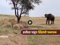 Viral Video: हत्तीला पाहून सिंह मंडळींची 'हवा टाइट'... झाडाखाली बसले असताना काय घडलं, पाहा - Marathi News | trending video lion group ran away as elephant walks entry see what happen next | Latest social-viral News at Lokmat.com