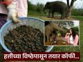 हत्तीच्या विष्ठेपासून तयार केली जाते जगातील सगळ्यात महाग कॉफी, पाहा काय आहे या कॉफीची खासियत - Marathi News | Scientists finally explain why elephant poop coffee | Latest jarahatke Photos at Lokmat.com