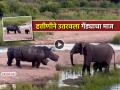 VIDEO: आईच्या मायेपुढे माज पडला फिका; पिल्लाला घाबरवणाऱ्या गेंड्याची हत्तीणीने उतरवली मस्ती - Marathi News | elephant rhino fight social viral baby elephant mother elephant anger frightened | Latest social-viral News at Lokmat.com