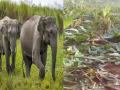 Sindhudurg: मोर्लेत हत्तींकडून बागायती उद्ध्वस्त, लाखोंचे नुकसान  - Marathi News | A herd of four elephants destroyed banana, betel nut and coconut plantations in Morle Sindhudurg | Latest sindhudurga News at Lokmat.com