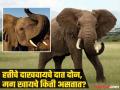 हत्तीला दोनच दात असतात असं वाटत असेल तर चुकताय, मग हत्तीला दात असतात तरी किती? बसणार नाही विश्वास - Marathi News | How many teeth does an elephant have for eating | Latest jarahatke News at Lokmat.com