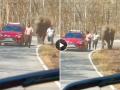 सेल्फी पडला महागात, हत्ती मागे लागल्याने उडाला थरकाप; Video होतोय व्हायरल  - Marathi News | angry elephant attacked on two people while click selfie narrowly in kerla bandipur forest video goes viral on social media | Latest social-viral News at Lokmat.com