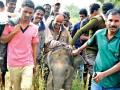 #SHOCKING : सेल्फीच्या नादात गेला हत्तीच्या पिल्लाचा जीव - Marathi News | #SHOCKING: baby elephant dead beacause of selfie fad | Latest national News at Lokmat.com