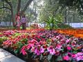 Photos: पुष्प प्रदर्शनाने बहरले पुण्यातील एम्प्रेस गार्डन - Marathi News | The Empress Garden in Pune bloomed with a floral display | Latest pune Photos at Lokmat.com