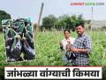 जुन्नरच्या कॉम्प्युटर इंजिनिअरने लावली बारटोक वांगी अन् करून दाखविली नोकरीपेक्षा शेती भारी - Marathi News | A computer engineer from Junnar cultivation of bartok brinjal and showed that farming is more than a job | Latest agriculture News at Lokmat.com