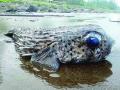 श्रीवर्धन समुद्रकिनारी ‘केंड’ची अफवा - Marathi News | Rumor of 'Kend' fish on Shrivardhan beach | Latest raigad News at Lokmat.com