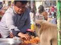 काय सांगता? कचोरी, जिलेबी खायला येतं 'हे' माकड; सकाळीच दुकानात नाष्ता करायला येऊन बसतं - Marathi News | Rajasthan bharatpur kachori jalebi baboon bizzare story breakfast fruit shop | Latest jarahatke Photos at Lokmat.com