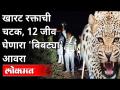 खारट रक्ताची चटक, जीव घेणारा 'बिबट्या' आवरा | Solapur Leopard Attack On Humans | Maharashtra News - Marathi News | Salt-blooded, life-threatening 'leopard' cover | Solapur Leopard Attack On Humans | Maharashtra News | Latest maharashtra Videos at Lokmat.com
