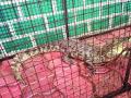 भिलवले धरणात मगरींचे अस्तित्व - Marathi News | The existence of the crocodiles in Bhilwala dam | Latest raigad News at Lokmat.com