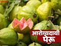 Healthy Guava : फळ एक उपयोग अनेक, हिवाळ्यात पेरू खाण्याचे फायदे माहितीय का? - Marathi News | Latest News Healthy Guava One fruit has many uses, do you know benefits of eating guava in winter | Latest agriculture News at Lokmat.com
