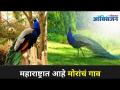 चिंचोली गावातील मोर पर्यटकांचं लक्ष वेधून घेतात | Peacock Village in Maharashtra | Morachi Chincholi - Marathi News | Peacocks in Chincholi village attract the attention of tourists Peacock Village in Maharashtra | Morachi Chincholi | Latest oxygen Videos at Lokmat.com