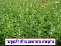 ट्रॅक्टरने आणि दलदलयुक्त जमिनीत तीळ पेरणी करू नये, वाचा संपूर्ण तीळ लागवड तंत्रज्ञान - Marathi News | Latest News Sesame lagvad Cultivation technology for high-quality and increased sesame production | Latest agriculture News at Lokmat.com
