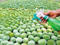 आंबे पिकविण्यासाठी इथिलीन स्प्रे, चायनीज पावडरचा प्रमाणापेक्षा अधिक वापर - Marathi News | Ethylene spray for ripening mangoes | Latest akola News at Lokmat.com