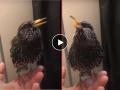 Starling's Stunning Skills : बाबो! स्टार्लिंग पक्षाचं इंग्रजी लय भारी, Video ने सर्वांना केलं अचंबित - Marathi News | Listen Starling's Stunning Skills with Sound: European starlings are accomplished mimics, this one is imitating human speech, Video  | Latest social-viral News at Lokmat.com