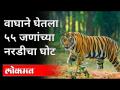 वाघाच्या हल्ल्यात सर्वाधिक बळी महाराष्ट्रात | Sunil Limaye | Tiger Attack in Maharashtra - Marathi News | Maharashtra has the highest number of tiger attacks Sunil Limaye | Tiger Attack in Maharashtra | Latest maharashtra Videos at Lokmat.com