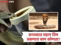 सगळ्यात विषारी साप ज्याचं १ ग्रॅम विष ८ लाख रूपयांना मिळतं, वाचा कसं काढतात सापाचं विष आणि कसं बनवलं जातं औषध? - Marathi News | Most poisonous snakes in the world, most expensive snake venoms in the world | Latest jarahatke News at Lokmat.com