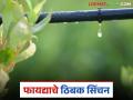 पिकांच्या पाणी व्यवस्थापनाचे महत्व जाणत ठिबक सिंचनातून कडेगाव तालुका होतोय समृद्ध - Marathi News | Knowing the importance of water management for crops, Kadegaon taluka is becoming prosperous through drip irrigation. | Latest agriculture News at Lokmat.com