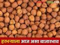 Chick pea:आज या बाजारसमितीत हरभऱ्याने खाल्ला भाव, मिळतोय असा दर.. - Marathi News | | Latest agriculture News at Lokmat.com