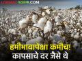 Todays Cotton Rates : कापसाचे दरही हमीभावापेक्षा कमीच! जाणून घ्या आजचे सविस्तर दर - Marathi News | Todays Cotton Rates are less than guaranteed! Know today's detailed rates | Latest agriculture News at Lokmat.com