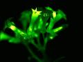 London scientists create glowing plants using mushroom genes - Hindi News | London scientists create glowing plants using mushroom genes | Latest lifestyle Photos at Lokmattimes.com