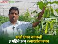 Cucumber Success Story : अर्धा एकर शेडनेटमध्ये केली काकडीची लागवड; ३ महिन्यात २ लाखांचा निव्वळ नफा - Marathi News | | Latest agriculture News at Lokmat.com