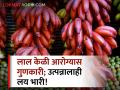 आरोग्यदायी लाल केळी पाहिलीये का? शेतकऱ्यांना उत्पन्नाची संधी - Marathi News | farmer maharashtra healthy red banana cultivation Income opportunity farmers | Latest agriculture News at Lokmat.com
