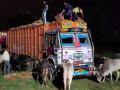 फैजपूर येथे गुरांची अवैध वाहतूक करणारा ट्रक पकडला - Marathi News | Illegal cattle truck caught in Faizpur | Latest jalgaon News at Lokmat.com