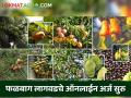 Falbag Lagvad Yojana : फळबाग लागवड योजनेचे ऑनलाईन अर्ज सुरु, असा करा अर्ज  - Marathi News | Latest News Falbag lagvad Online application for orchard cultivation scheme has started, apply like this | Latest agriculture News at Lokmat.com