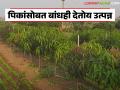 आठ एकरावर फळ लागवड, ठिबकने सिंचन, शेतकऱ्याला पिकांसोबतच बांधातूनही उत्पन्न  - Marathi News | Latest News fal lagvad Fruit plantation on eight acres with drip irrigation by jalgaon farmer | Latest agriculture News at Lokmat.com