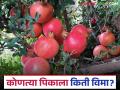 कोणत्या फळपिकांना किती रुपयाचे विमा कवच; कधीपर्यंत करता येईल अर्ज? वाचा सविस्तर - Marathi News | How much insurance cover is there for which fruit crops; till when can applications be made? Read in detail | Latest agriculture News at Lokmat.com