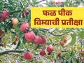 Fal Pik Vima : अजूनही फळ पीक विमा मिळाला नाही, 'या' जिल्ह्यातील शेतकरी प्रतीक्षेत, वाचा सविस्तर  - Marathi News | Latest News Amravati district farmers waiting for fruit crop insurance, read details | Latest agriculture News at Lokmat.com