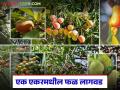 शेतकऱ्यांनो, एक एकर शेतात किती फळझाडे लावता येतील? जाणून घ्या सविस्तर  - Marathi News | Latest News Fal bag Lagvad how many fruit trees can be planted in one acre of land | Latest agriculture News at Lokmat.com