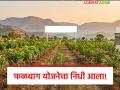 फळबाग लागवड योजनेच्या 30 कोटींचा निधी वितरणास मान्यता, 'या' शेतकऱ्यांना अनुदान मिळणार  - Marathi News | Latest news Approval for distribution of Rs 30 crores for orchard cultivation scheme | Latest agriculture News at Lokmat.com