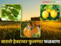 महात्मा गांधी रोजगार हमी योजनेंतर्गत बाराशे हेक्टरवर फुलणार विविध फळांच्या फळबागा - Marathi News | Under the Mahatma Gandhi Employment Guarantee Scheme, orchards of various fruits will flourish on twelve hundred hectares | Latest agriculture News at Lokmat.com