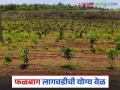 फळबाग लागवडीची योग्य वेळ कोणती? फळपिकांच्या पॉप्युलर जाती कोणत्या? वाचा सविस्तर - Marathi News | What is the right time to cultivation of fruit crops? What are the popular varieties of fruit crops? Read in detail | Latest agriculture News at Lokmat.com