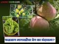 Falbag Yojana : फळबाग लागवडीचा वेग का मंदावला? रोजगार देणारी योजना रखडली वाचा सविस्तर - Marathi News | latest news Falbag Yojana: Why has the pace of orchard cultivation slowed down? The employment-generating scheme has been stalled. Read in detail | Latest agriculture News at Lokmat.com