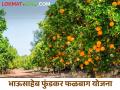 भाऊसाहेब फुंडकर फळबाग योजनेसाठी 40 लाख रुपयांचा निधी मंजूर - Marathi News | Latest News 40 lakh rupees sanctioned for Bhausaheb Phundkar Orchard Scheme | Latest agriculture News at Lokmat.com