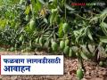 Falbag Lagvad : फळबाग लागवडीसाठी 100 टक्के अनुदान मिळतंय, शेतकऱ्यांना आवाहन  - Marathi News | Latest News Falbag Lagvad 100 percent subsidy is being provided for orchard cultivation, appeal to farmers | Latest agriculture News at Lokmat.com