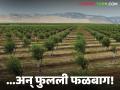 Falbaga : सेलूत नवा शेती ट्रेंड; ५०० एकरांवर बहरल्या फळबागा वाचा सविस्तर - Marathi News | latest news Falbaga: New farming trend in Saleut; Fruit orchards flourish on 500 acres Read in detail | Latest agriculture News at Lokmat.com