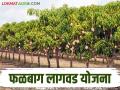 Bhausaheb Fundkar Phalbaag Lagvad Yojana: लाभ घ्या.... फळबागेसाठी मिळतेय अनुदान वाचा सविस्तर - Marathi News | Bhausaheb Fundkar Phalbaag Lagvad Yojana: Take advantage.... Read the details of the grant available for orchards | Latest agriculture News at Lokmat.com