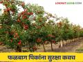 Fruit Crop Insurance : शेतकऱ्यांनो, फळ पीकविमा योजना सुरू 'या' आहेत अंतिम तारखा - Marathi News | Fruit Crop Insurance : Farmers, Fruit Crop Insurance Scheme is started, the last dates are here. | Latest agriculture News at Lokmat.com