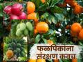 Falpik Vima Yojana : आंबा, संत्रा, डाळिंब, पपई शेतकऱ्यांसाठी आनंदवार्ता; मिळणार विमा कवच! वाचा सविस्तर - Marathi News | latest news Falpik Vima Yojana: Good news for mango, orange, pomegranate, papaya farmers; will get insurance cover! | Latest agriculture News at Lokmat.com